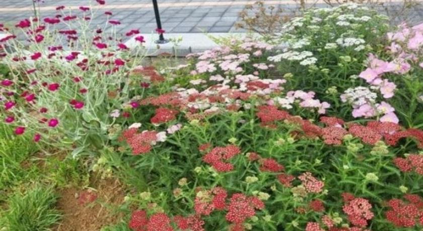 务安 Muan Viento Sol Beach Pension 3星级 民宿 套房