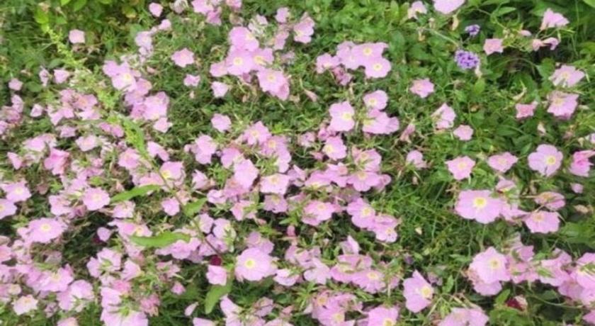 务安 Muan Viento Sol Beach Pension 3星级 民宿 大堂