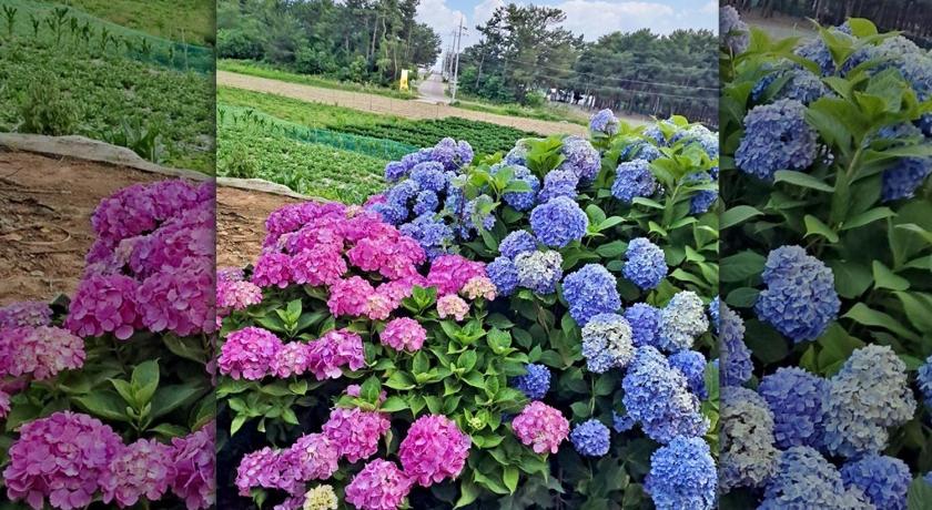 태안 포근한 펜션 (Poeguenhan Pension) 2성급 게스트하우스 레스토랑