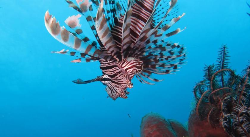 Jukung Dive Resort Bali photo
