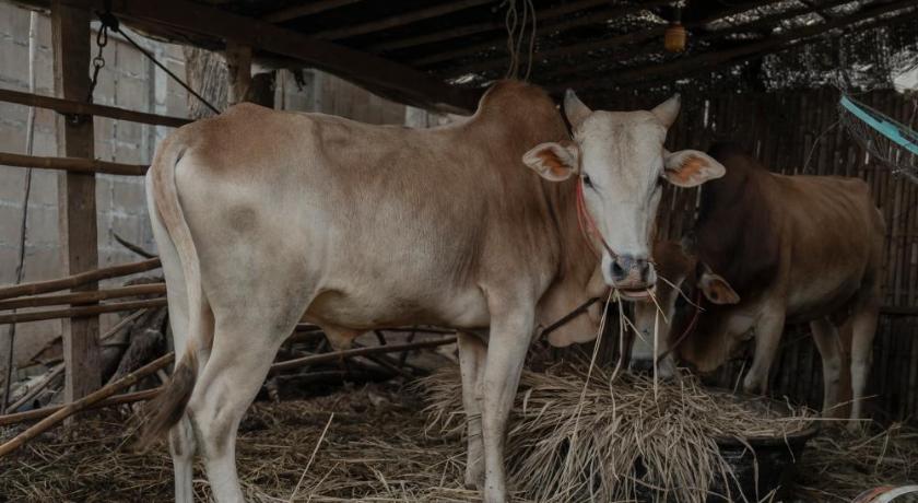 湄宏順 Baantonmai Farmstay 4星级 民宿 泳池