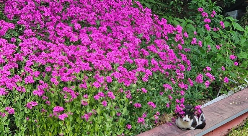 堤川 Jecheon Areumdaun Sesang Pension 2星级 民宿 套房