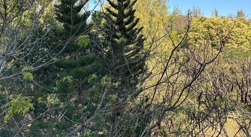 カオヤイ Nature retreat courtyard khaoyai เนเจอร์รีทรีท คอร์ดยาร์ดเขาใหญ่ 4つ星 ホテル 施設