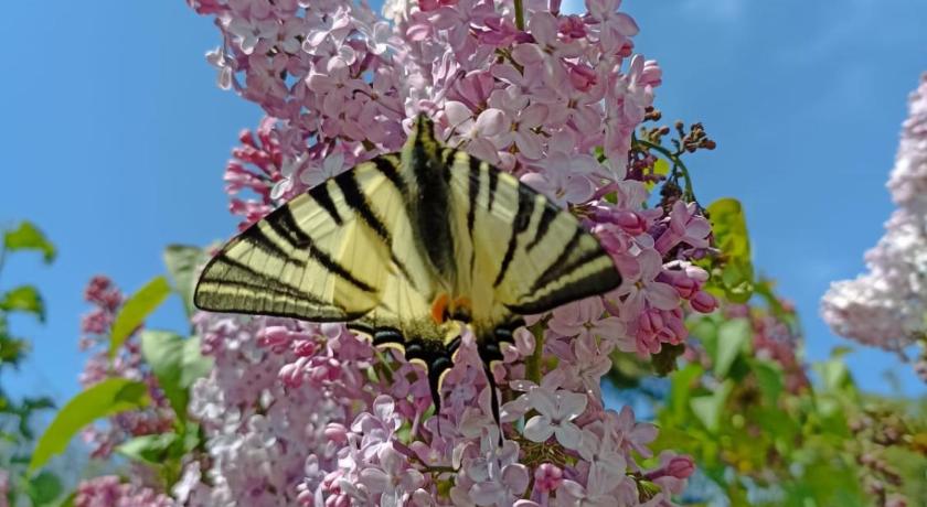 阿西西 La Quiete Assisi 3星级 民宿 套房
