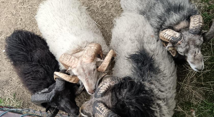 カメニチュキ・セノフ Ubytovani a apartman Prachen u Novaku 4つ星 シングルルーム スイート