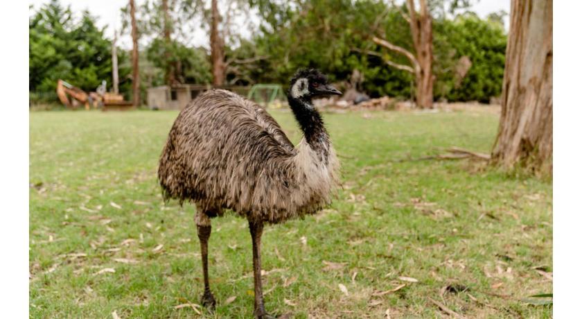 吉普斯兰地区 Brumby's Run by Tiny Away 3星级 单人房 外观