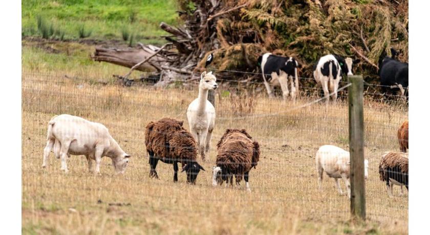 吉普斯兰地区 Brumby's Run by Tiny Away 3星级 单人房 景观