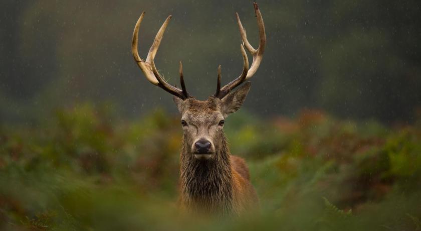 Glenapp Castle photo