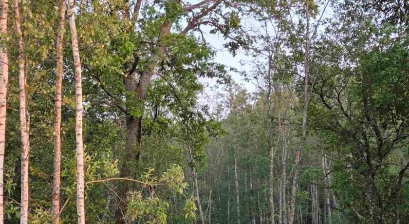 维尔卡维什基斯 Terra Gratia - namukas Naturalistas 2星级 单人房 客房