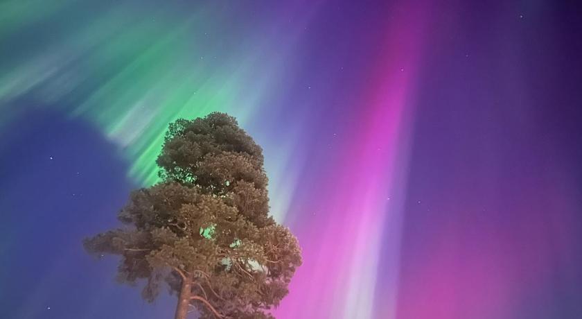 ハンマルスストランド Bjornstuga 4つ星 シングルルーム レストラン