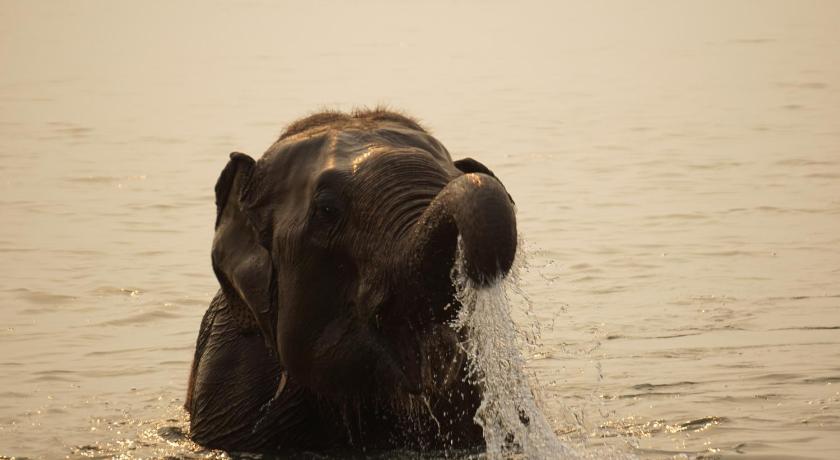 Tiger Tops Tharu Lodge photo