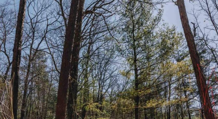 로저스 (KY) Vireo's Nest- Glamping Tent in the Gorge with AC 2성급 숙소 객실