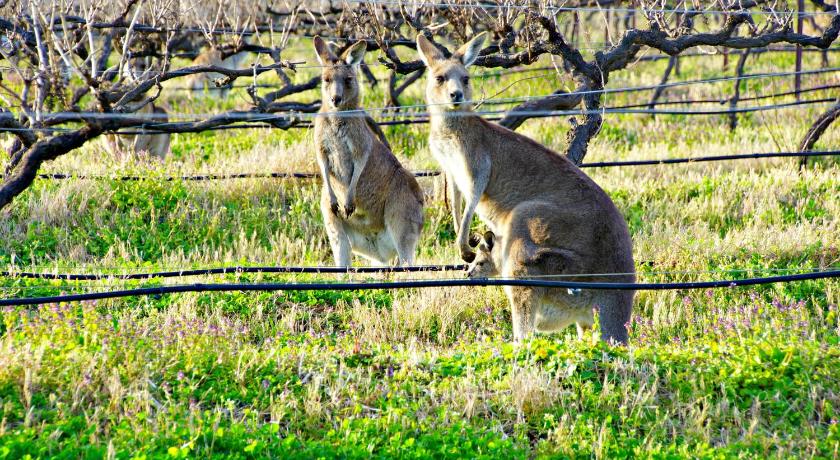 two brown and white animals standing in a grassy field, Manzanilla Ridge in Hunter Valley