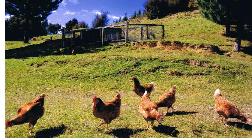 Pelorus Heights photo