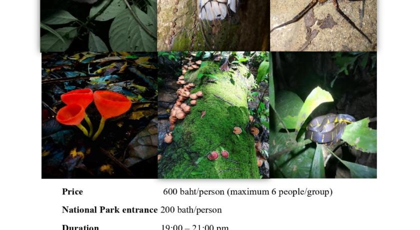 Image of Superior Bungalow 14