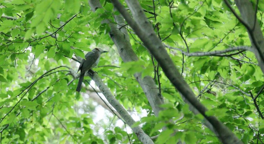 a bird perched on top of a tree branch, Tsuganoki in Nikko