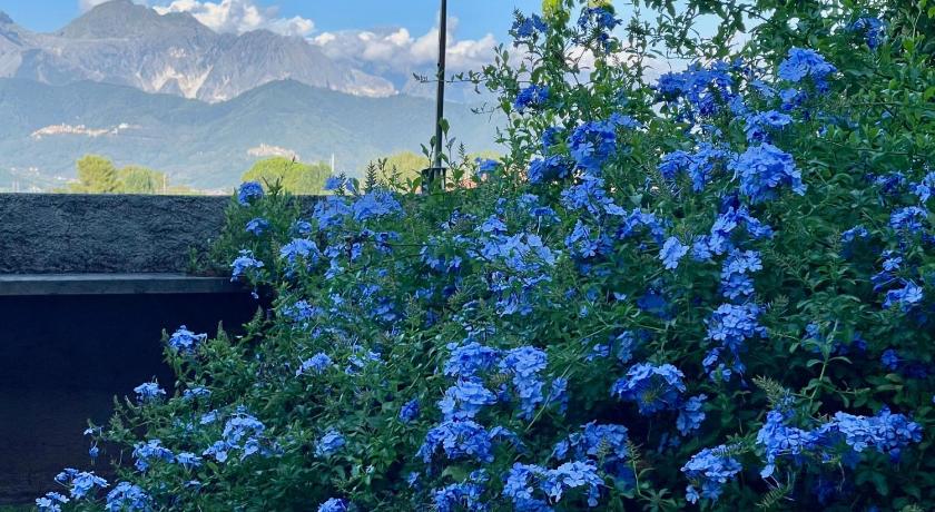 plumbago blue