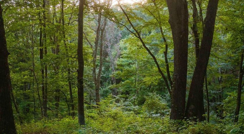 Rockbridge Cheerful Two Bdrm Cabin with Hot Tub & Pet Friendly 4-Star Accommodation view