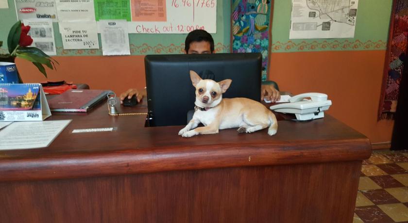 瓦哈卡 Hierba De Conejo Hostel 2星级 酒店 客房