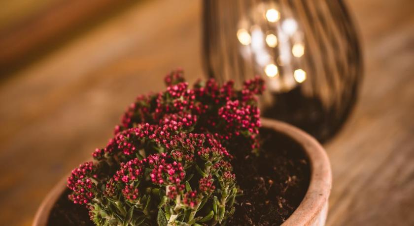 多布罗夫尼克 Pocitniska hisa Car 4星级 单人房 外观