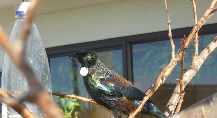 Owaka Lodge Motel photo