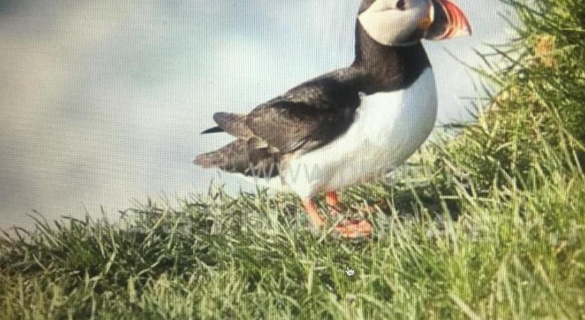 Puffin Nest Capsule Hostel photo
