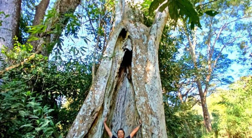 プラオ Napahong Treehouse นาป่าฮง Andromeda & Cassiopeia 4つ星 ゲストハウス 施設