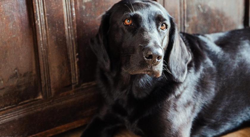 老拉德諾 The Granary Wales 2星级 酒店 餐厅