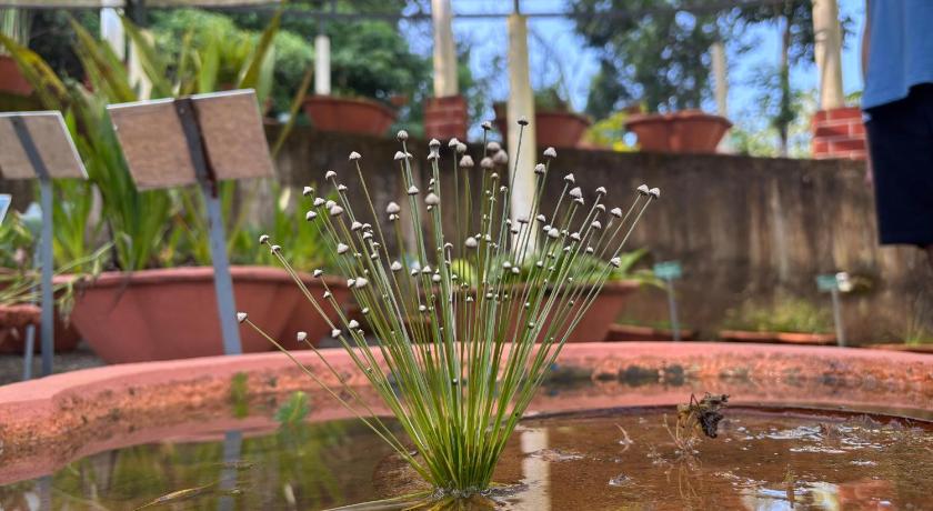 Hortus Malabaricus Garden Resort – Eco-Stay Inside a 27-Acre Living Forest Thrissur - image 39