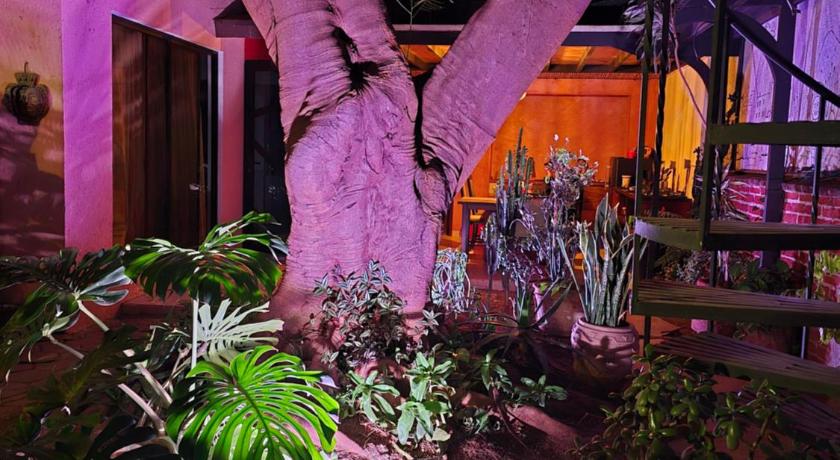 瓦哈卡 La Casa del Arbol 酒店 设施