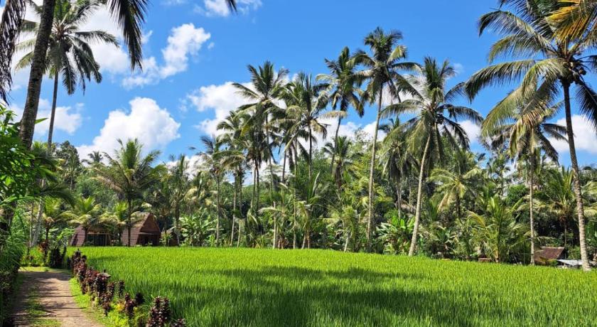 Tampilan tarotours accommodations - we manage different guesthouses in taro village