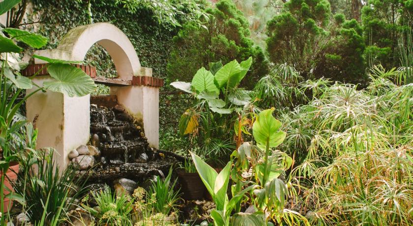 a pond with plants growing in it, Villas Sol y Luna Coyoacan in Mexico City