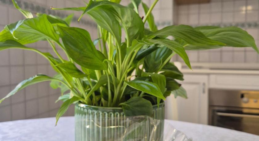 ローマ Olive tree's house 4つ星 シングルルーム ロビー