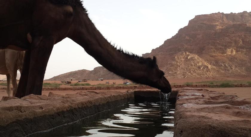 Bedouin Traditions Camp photo