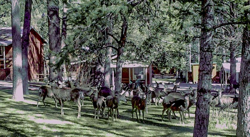 Canyon Cabins photo