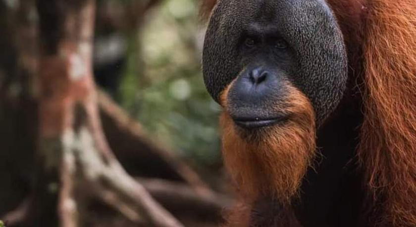 Tampilan Sumatra Orangutan Tours Orangutan Trekking with Airport Pick Up Drop Off and Accommodation Trekking 
