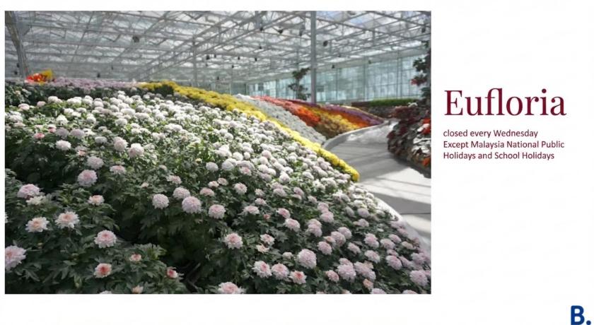 Image of Quads - Room and Eufloria Package 4