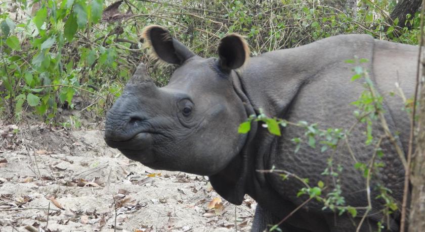 Temple chital homestay, safari and yoga — Chitwan (5)