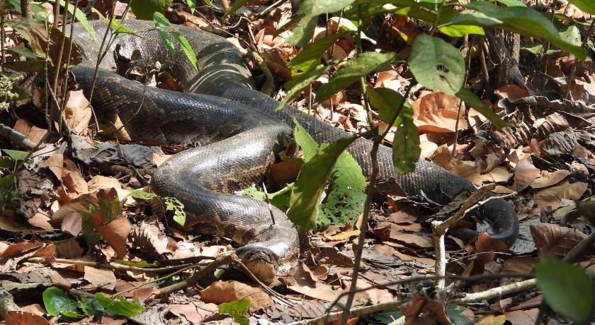 Temple chital homestay, safari and yoga — Chitwan (6)