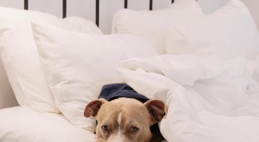 Image of Studio King 8