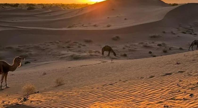 Sahara wild camping