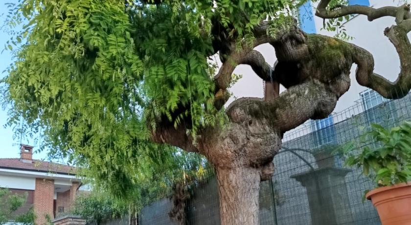 L'albero del druido