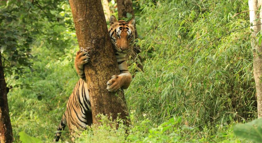 Singinawa Jungle Lodge Kanha