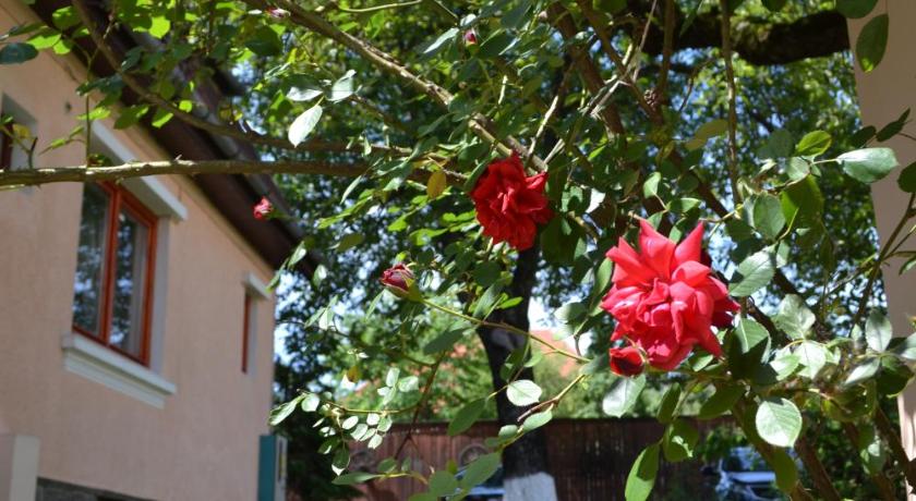 Casa Camelia photo