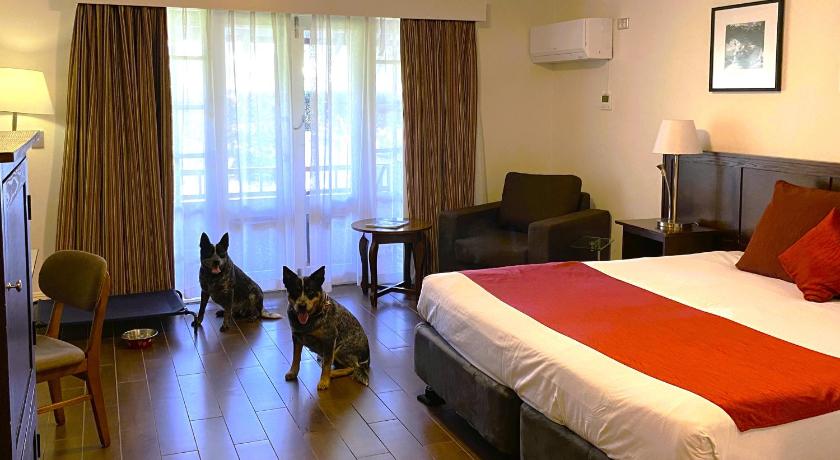 Image of Pet Room With 1 King Bed 0