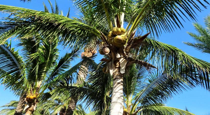 Coco Cabanas and Casitas Vacation Rentals photo