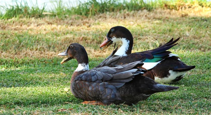 The Duck Inn Apartments photo