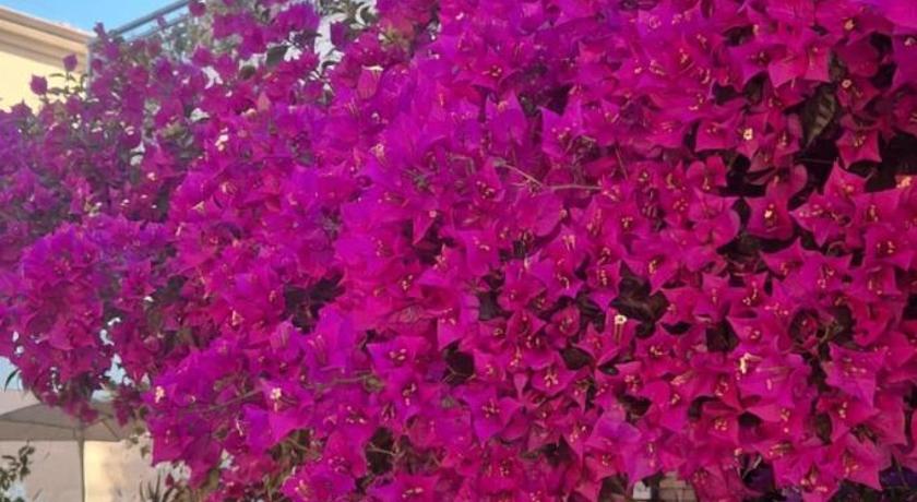 Bouganvillea