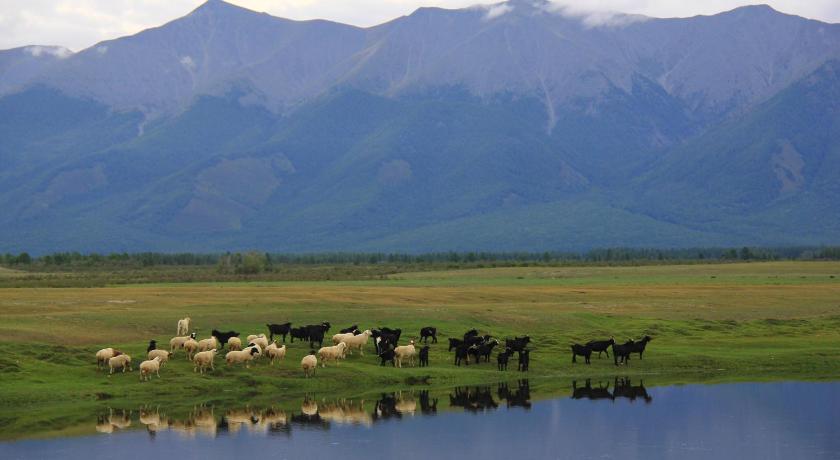 a herd of cattle grazing on a lush green hillside, Mongolian Vision Tours in Ulaanbaatar