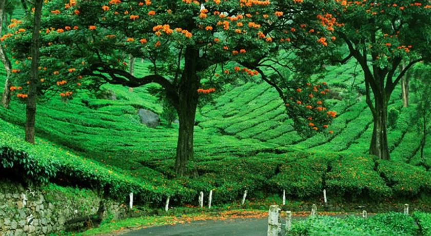 Hotel Grand Plaza Munnar - image 31